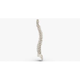 Real Human Spine Bones Anatomy With Intervertibral Disks White 01 model